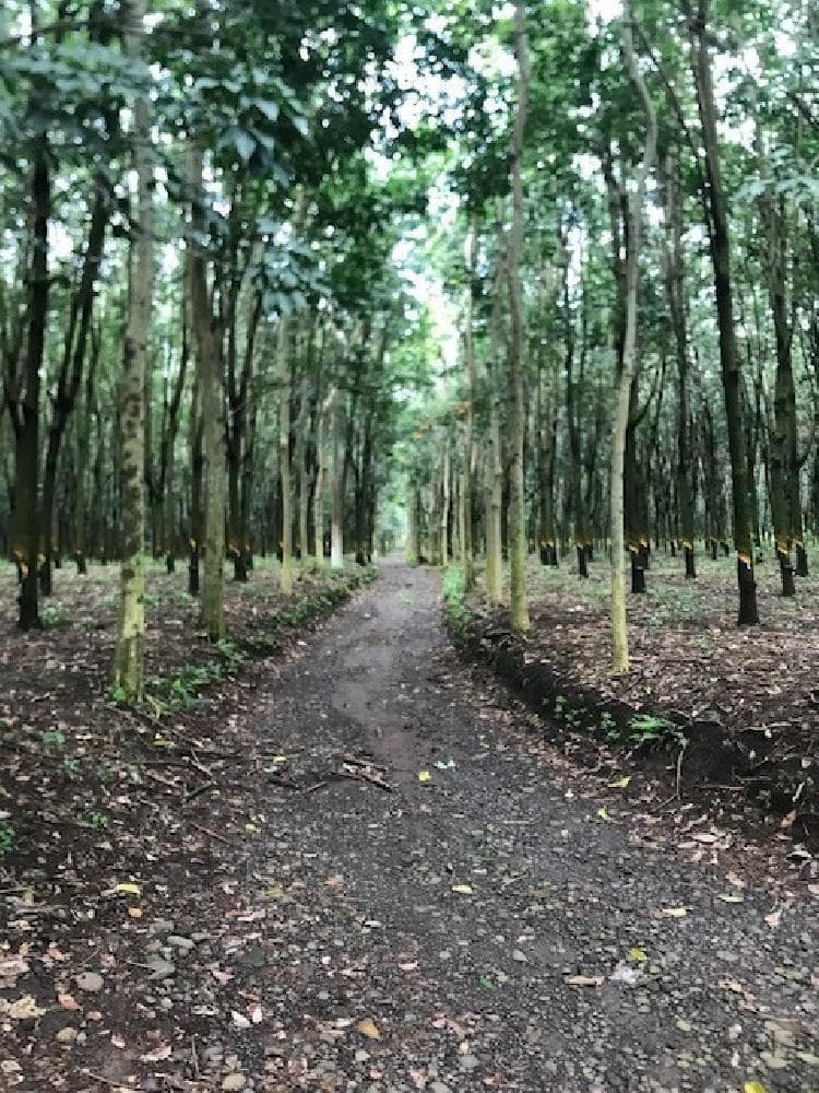 FINCA con plantación de hule Cuyotenango Suchitepequez. - foto 1