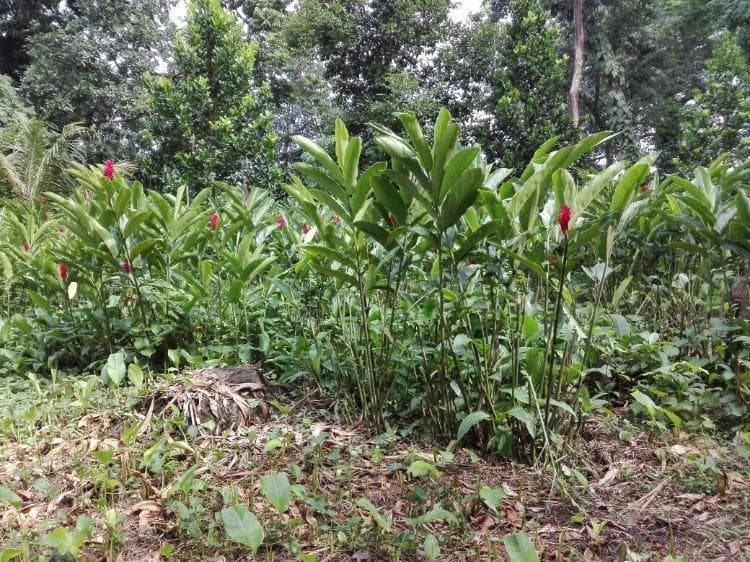 En Venta Finca en Suchitepéquez. - foto 2