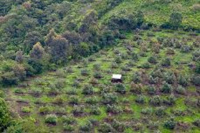 Venta Finca en Santa Catarina Palopo Atitlan Guatemala - foto 4