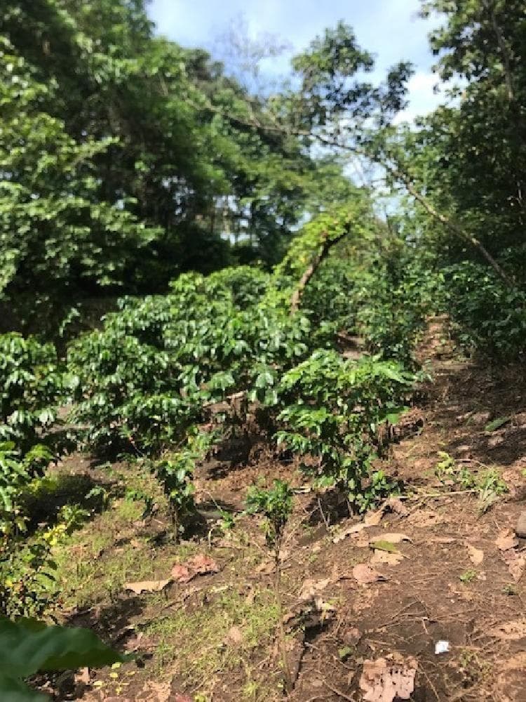 FINCA con plantación de hule Cuyotenango Suchitepequez. - foto 4