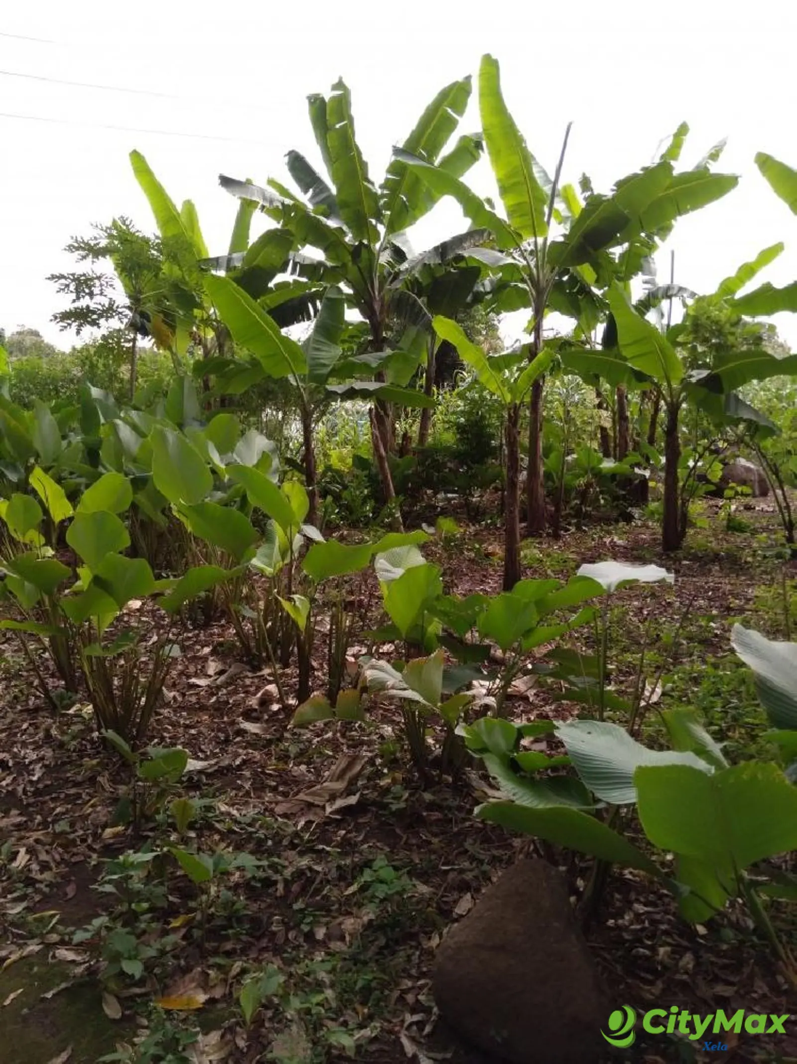 Terreno en Venta en Suchitepéquez, Cuyotenango. - foto 5